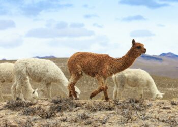 𝐄𝐬𝐭𝐮𝐝𝐢𝐨 𝐝𝐞𝐥 𝐁𝐃𝐏 𝐫𝐞𝐯𝐞𝐥𝐚 𝐞𝐥 𝐩𝐨𝐭𝐞𝐧𝐜𝐢𝐚𝐥 𝐚𝐠𝐫í𝐜𝐨𝐥𝐚 𝐲 𝐩𝐞𝐜𝐮𝐚𝐫𝐢𝐨 𝐝𝐞 𝐎𝐫𝐮𝐫𝐨