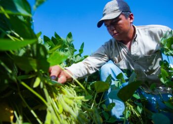 𝑬𝒏 10 𝒂ñ𝒐𝒔, 𝒍𝒂 𝒔𝒐𝒚𝒂 𝒈𝒆𝒏𝒆𝒓ó 𝒎á𝒔 𝒅𝒆 $𝒖𝒔 12.000 𝒎𝒊𝒍𝒍𝒐𝒏𝒆𝒔 𝒚 𝒔𝒆 𝒄𝒐𝒏𝒔𝒐𝒍𝒊𝒅𝒂 𝒄𝒐𝒎𝒐 𝒑𝒊𝒍𝒂𝒓 𝒆𝒄𝒐𝒏ó𝒎𝒊𝒄𝒐 𝒚 𝒂𝒍𝒊𝒎𝒆𝒏𝒕𝒂𝒓𝒊𝒐