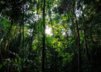 𝐁𝐨𝐥𝐢𝐯𝐢𝐚 𝐞𝐧𝐟𝐫𝐞𝐧𝐭𝐚 𝐚𝐥𝐭𝐚 𝐝𝐞𝐟𝐨𝐫𝐞𝐬𝐭𝐚𝐜𝐢ó𝐧 𝐲 𝐫𝐞𝐟𝐮𝐞𝐫𝐳𝐚 𝐞𝐥 𝐥𝐥𝐚𝐦𝐚𝐝𝐨 𝐚 𝐜𝐮𝐢𝐝𝐚𝐫 𝐬𝐮𝐬 𝐛𝐨𝐬𝐪𝐮𝐞𝐬