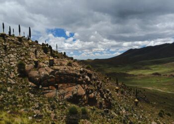 𝘾𝙤𝙢𝙖𝙣𝙘𝙝𝙚 𝙥𝙧𝙤𝙩𝙚𝙜𝙚 𝙖 𝙡𝙖 𝙋𝙪𝙮𝙖 𝙧𝙖𝙞𝙢𝙤𝙣𝙙𝙞𝙞, 𝙡𝙖 𝙚𝙨𝙥𝙚𝙘𝙞𝙚 𝙖𝙡𝙩𝙤𝙖𝙣𝙙𝙞𝙣𝙖 𝙦𝙪𝙚 𝙫𝙞𝙫𝙚 𝙪𝙣 𝙨𝙞𝙜𝙡𝙤 𝙮 𝙢𝙪𝙚𝙧𝙚 𝙩𝙧𝙖𝙨 𝙛𝙡𝙤𝙧𝙚𝙘𝙚𝙧