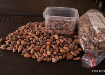 𝘿𝙄𝙀𝙕 𝙈𝙐𝙀𝙎𝙏𝙍𝘼𝙎 𝘿𝙀𝙎𝙏𝘼𝘾𝘼𝙉 𝙇𝘼 𝘾𝘼𝙇𝙄𝘿𝘼𝘿 𝘿𝙀𝙇 𝘾𝘼𝘾𝘼𝙊 𝘼𝙈𝘼𝙕𝙊𝙉𝙄𝘾𝙊 𝘽𝙊𝙇𝙄𝙑𝙄𝘼𝙉𝙊