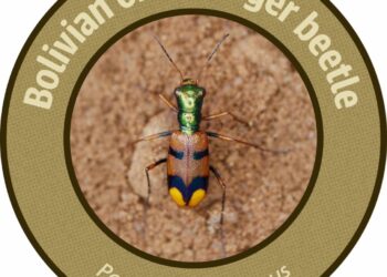 𝐄𝐥 𝐞𝐬𝐜𝐚𝐫𝐚𝐛𝐚𝐣𝐨 𝐭𝐢𝐠𝐫𝐞 𝐛𝐨𝐥𝐢𝐯𝐢𝐚𝐧𝐨 𝐠𝐚𝐧𝐚 𝐜𝐨𝐧𝐜𝐮𝐫𝐬𝐨 𝐦𝐮𝐧𝐝𝐢𝐚𝐥 𝐝𝐞 𝐜𝐨𝐧𝐬𝐞𝐫𝐯𝐚𝐜𝐢ó𝐧 𝐜𝐨𝐧 𝐦á𝐬 𝐝𝐞 𝟑𝟎𝟎.𝟎𝟎𝟎 𝐯𝐨𝐭𝐨𝐬